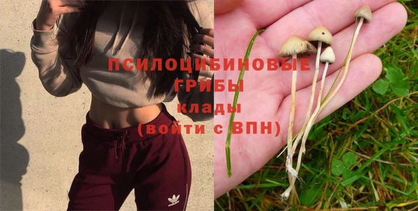 сатива Осинники